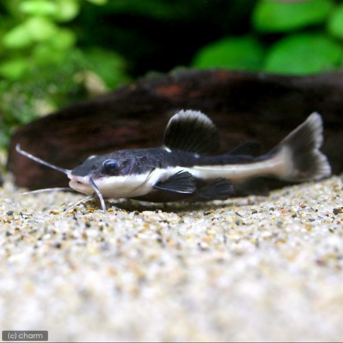 Amazon | （熱帯魚）レッドテール・キャット Sサイズ（ブリード）（1